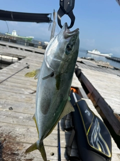 ハマチの釣果