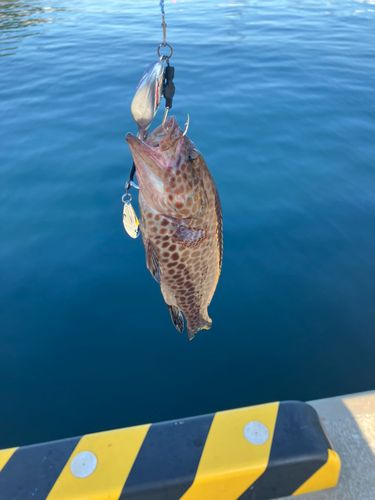 オオモンハタの釣果