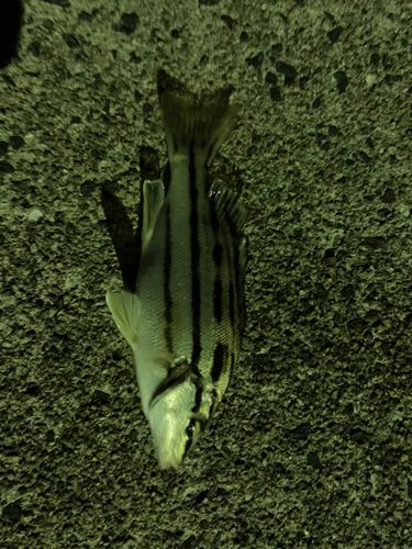 シマイサキの釣果