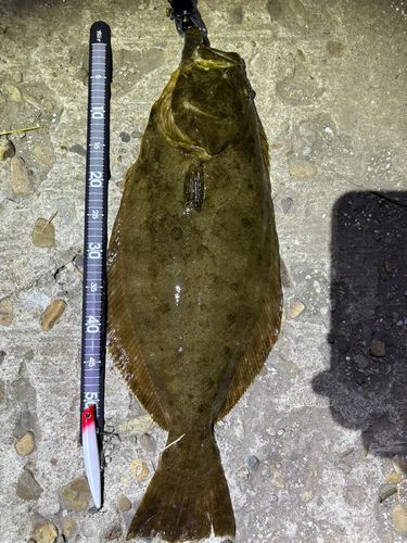 ヒラメの釣果