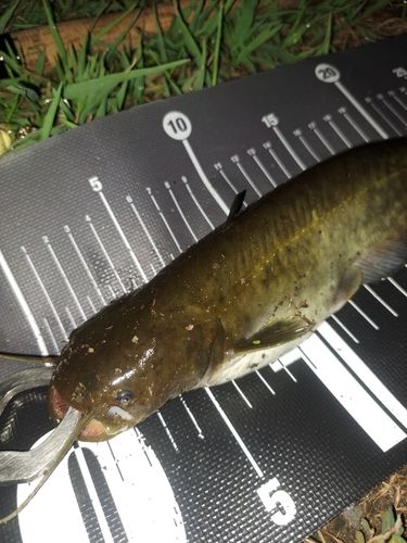 ナマズの釣果