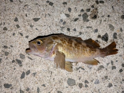 ガヤの釣果