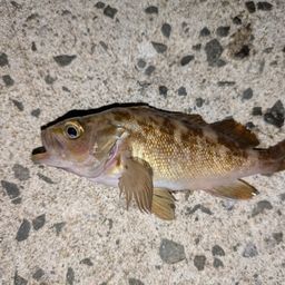 ガヤ