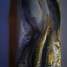 アジ