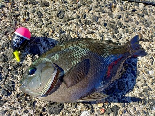 メジナの釣果
