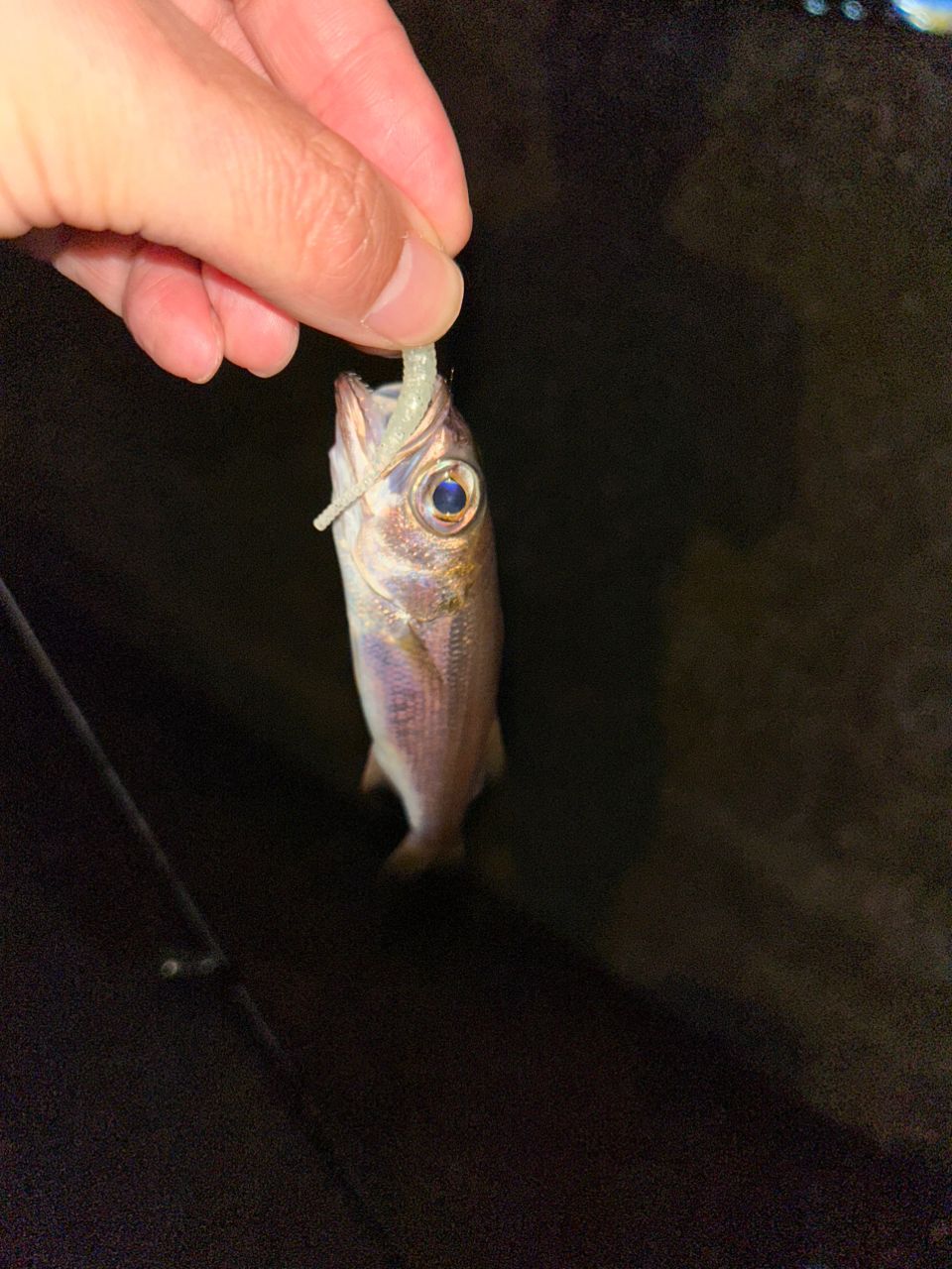 ムツ