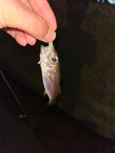 金沢水際線緑地（福浦岸壁）
