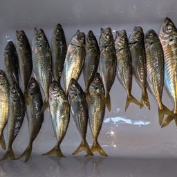 アジ