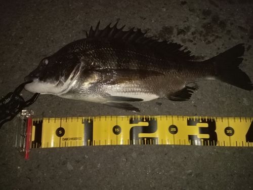 クロダイの釣果