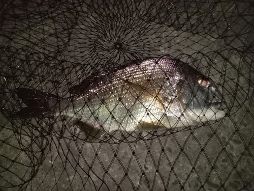 ヘダイの釣果