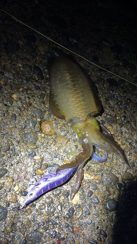 アオリイカの釣果