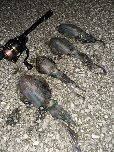 アオリイカの釣果
