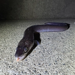 アナゴの釣果