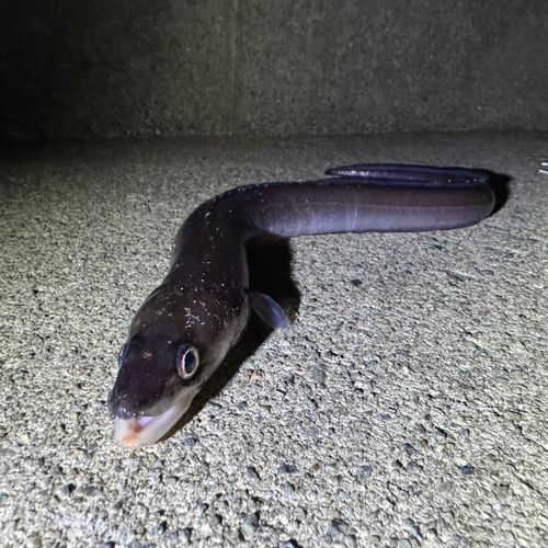 アナゴの釣果