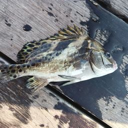 コショウダイ