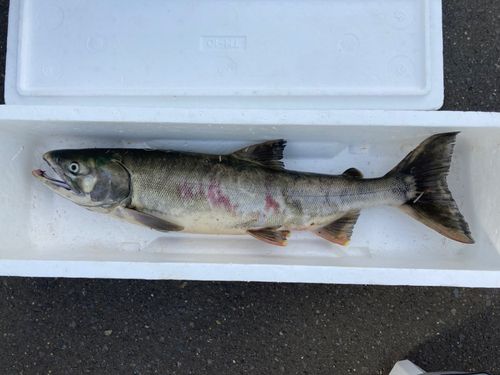 サケの釣果