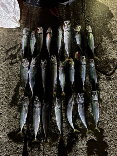浜厚真漁港