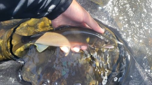 アユの釣果