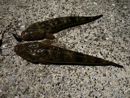 マゴチの釣果