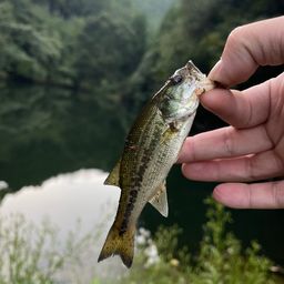 ラージマウスバス