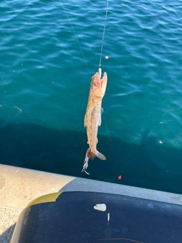 エソの釣果