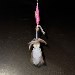 アオリイカ