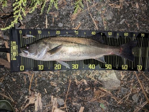 シーバスの釣果