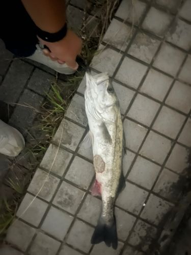 旧江戸川