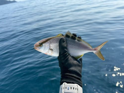 シオの釣果