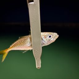 アジ