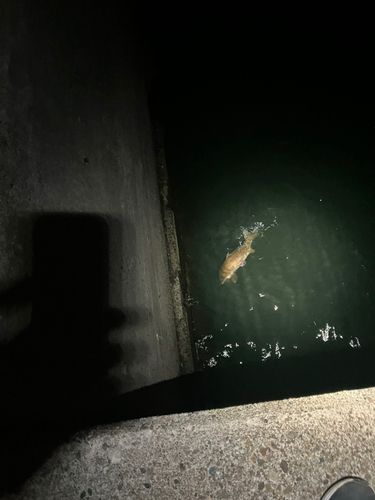 スズキの釣果