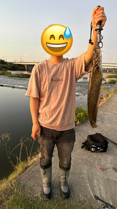 ニホンナマズの釣果