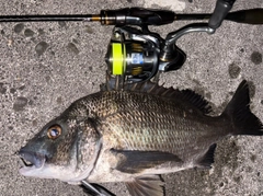 クロダイの釣果