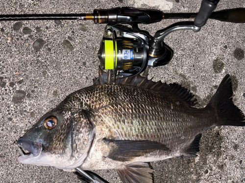 クロダイの釣果