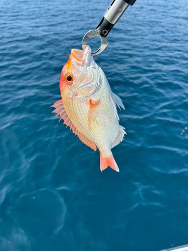 レンコダイの釣果