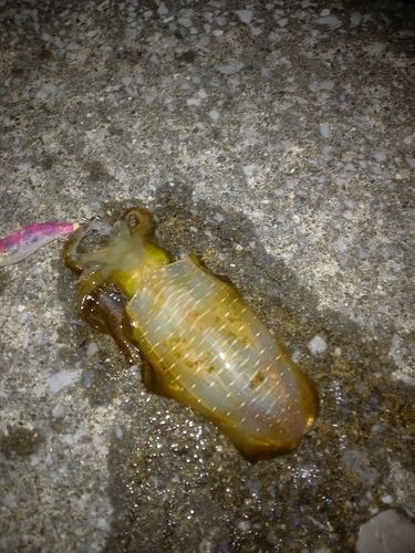 アオリイカの釣果