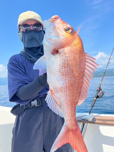 マダイの釣果