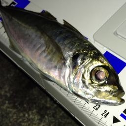 アジ