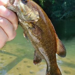 スモールマウスバス