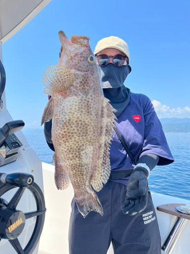 オオモンハタの釣果