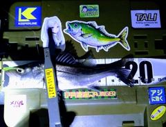 シーバスの釣果