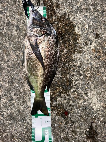 チヌの釣果