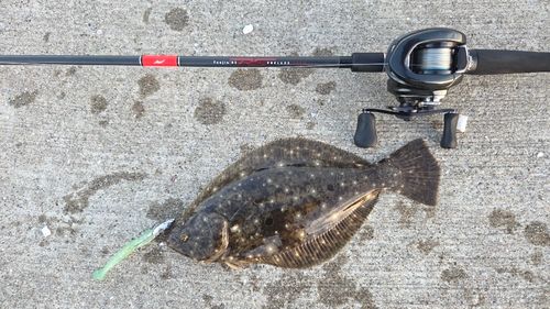 ヒラメの釣果
