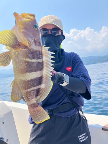 アオハタの釣果