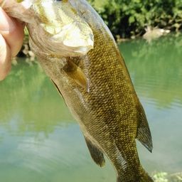 スモールマウスバス