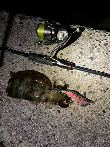 アオリイカの釣果
