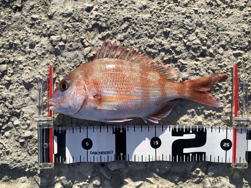 チャリコの釣果