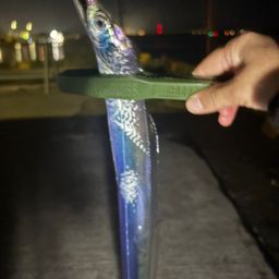 タチウオ