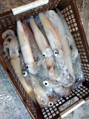 アカイカの釣果