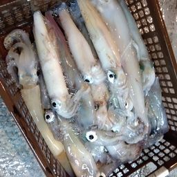 アカイカ
